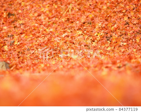 Carpet of autumn leaves, autumn leaves spread on the ground, autumn leaves piled up all over, wallpaper of autumn leaves, 84377119
