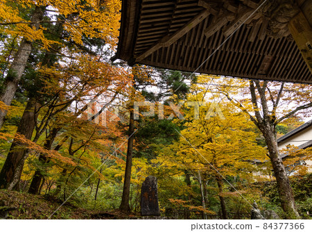 Autumn leaves: Autumn Autumn leaves: Autumn 84377366
