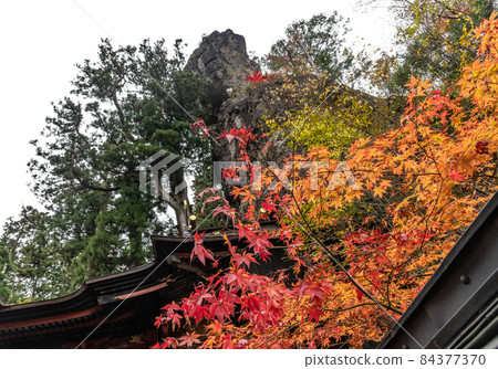 Autumn leaves: Autumn Autumn leaves: Autumn 84377370