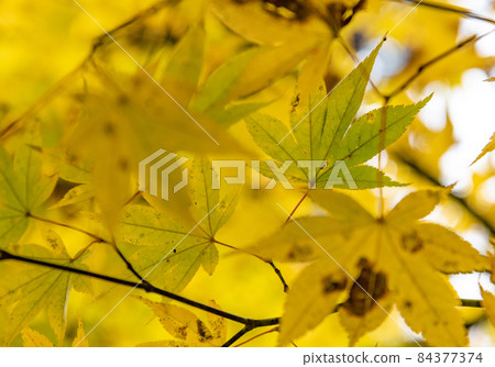 秋葉:秋天 秋葉:秋天 84377374