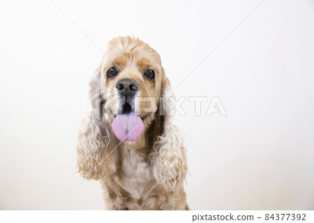 美國可卡犬吐舌頭笑 美國可卡犬吐舌頭笑 84377392