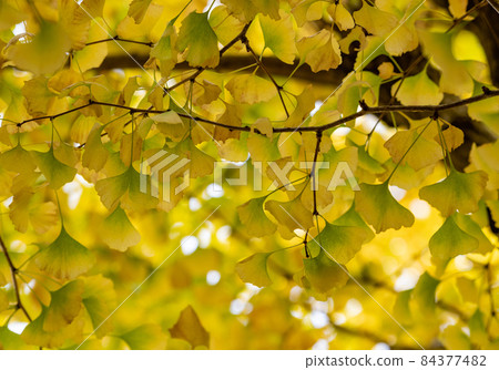 Autumn: Autumn leaves (Ginkgo) 84377482