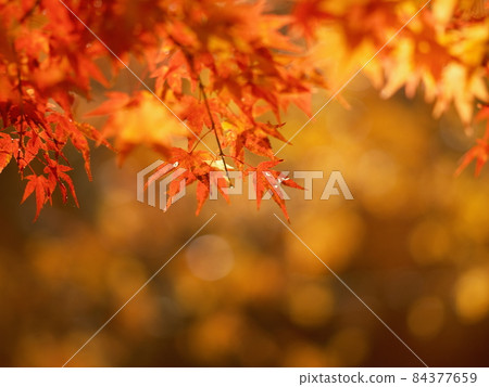 紅葉染紅,山間秋葉,秋葉狩獵 紅葉染紅,山間秋葉,秋葉狩獵 84377659