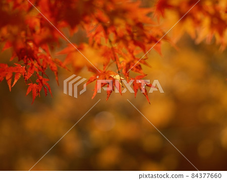 紅葉染紅，山間秋葉，秋葉狩獵 84377660
