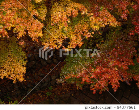 紅葉染紅,山間秋葉,秋葉狩獵 紅葉染紅,山間秋葉,秋葉狩獵 84377661