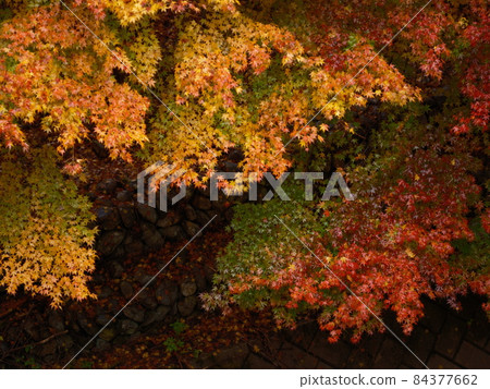 紅葉染紅,山間秋葉,秋葉狩獵 紅葉染紅,山間秋葉,秋葉狩獵 84377662