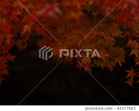 紅葉染紅,山間秋葉,秋葉狩獵 紅葉染紅,山間秋葉,秋葉狩獵 84377663