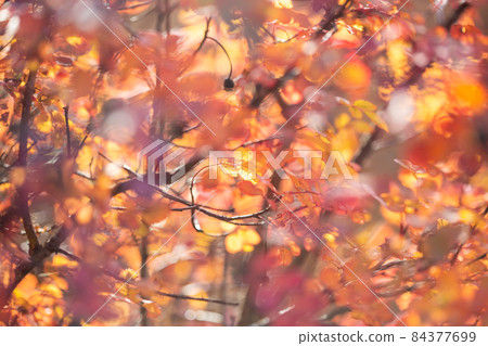 Bright colorful leaves on bushes in autumn, selective focus 84377699