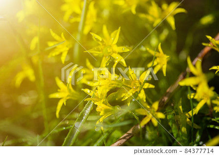 Yellow flowers grow on a flower bed in spring, beautiful light falls 84377714