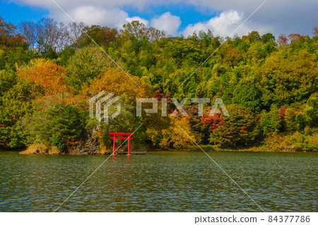 Lake Ippeki Autumn Leaves Ito City Lake Ippeki Autumn Leaves Ito City 84377786
