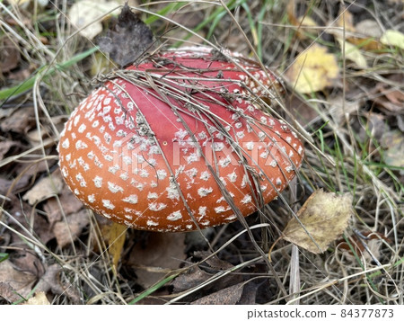 Close-Up Of Red Fly Agaric Mushroom On the ground in the forrest 84377873