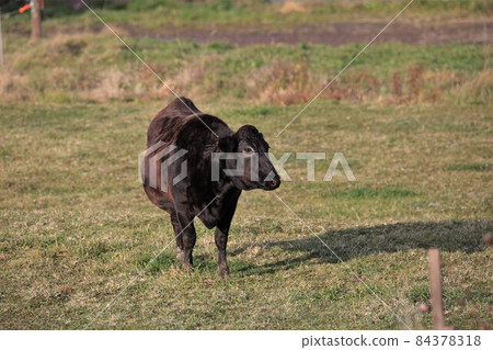 Ranch scenery, Japanese beef Ranch scenery, Japanese beef 84378318