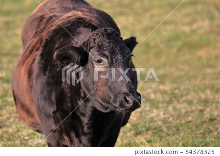 Ranch scenery, Japanese beef 84378325