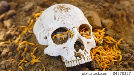 Maggots crawling on dead skull closeup photo 84378337