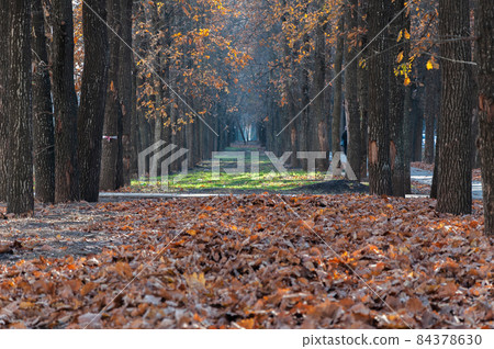 Maple and oak alley with yellow and orange foliage at autumn time. 84378630
