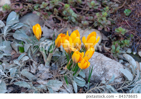 yellow closed flower, spring blossom in the forest, lila crocus, the iris family yellow closed flower, spring blossom in the forest, lila crocus, the iris family 84378685