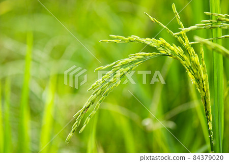Ear of rice with soft focus of green paddy field in the background 84379020