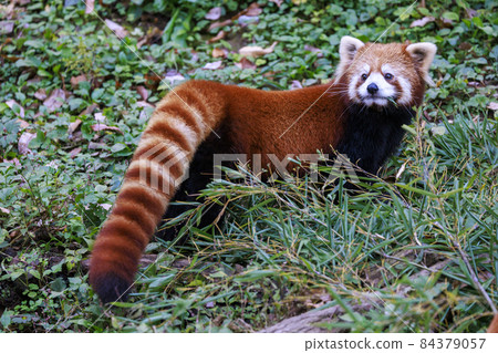 紅熊貓多摩動物園 紅熊貓多摩動物園 84379057