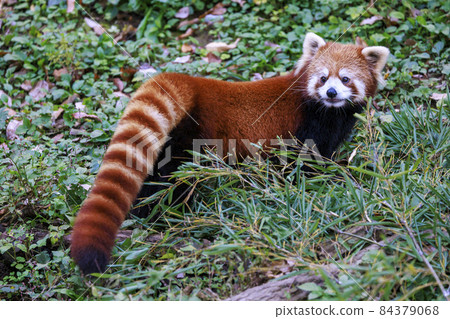 Red Panda Tama Zoo 84379068