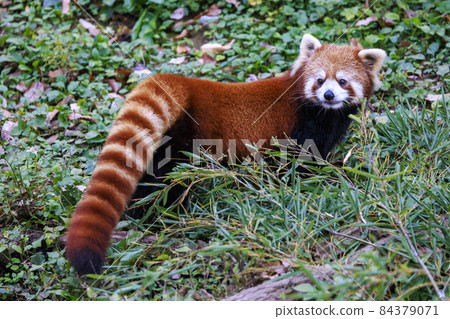 Red Panda Tama Zoo 84379071