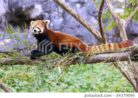 Red Panda Tama Zoo Red Panda Tama Zoo 84379090