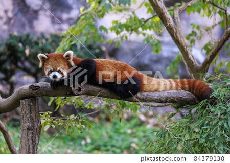 紅熊貓多摩動物園 紅熊貓多摩動物園 84379130