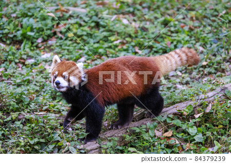 紅熊貓多摩動物園 紅熊貓多摩動物園 84379239