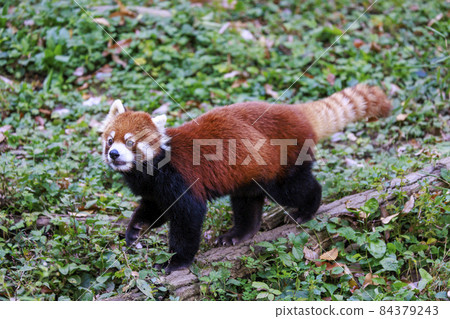 Red Panda Tama Zoo Red Panda Tama Zoo 84379243