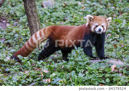 Red Panda Tama Zoo Red Panda Tama Zoo 84379324