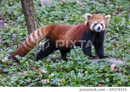 Red Panda Tama Zoo 84379335
