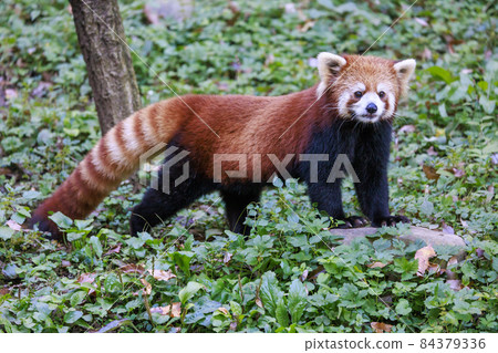 Red Panda Tama Zoo 84379336