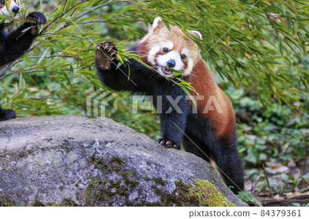 Red Panda Tama Zoo Red Panda Tama Zoo 84379361
