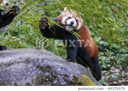 紅熊貓多摩動物園 紅熊貓多摩動物園 84379370