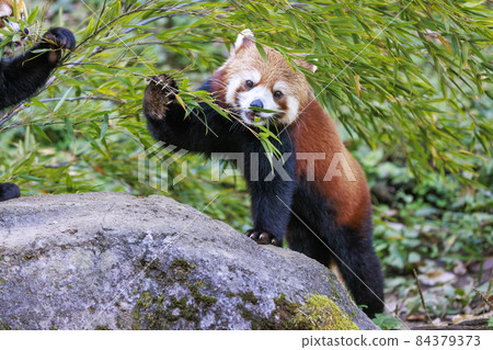 Red Panda Tama Zoo Red Panda Tama Zoo 84379373