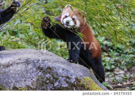 Red Panda Tama Zoo Red Panda Tama Zoo 84379393