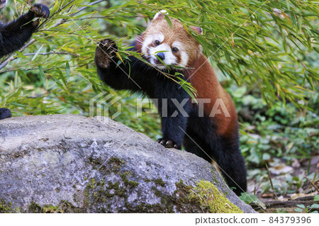 Red Panda Tama Zoo Red Panda Tama Zoo 84379396