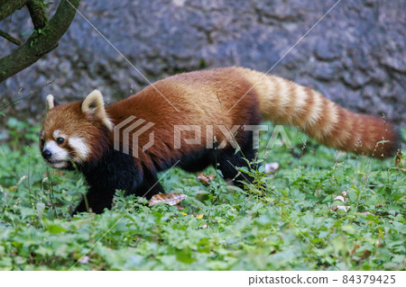 Red Panda Tama Zoo 84379425