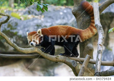 紅熊貓多摩動物園 紅熊貓多摩動物園 84379484