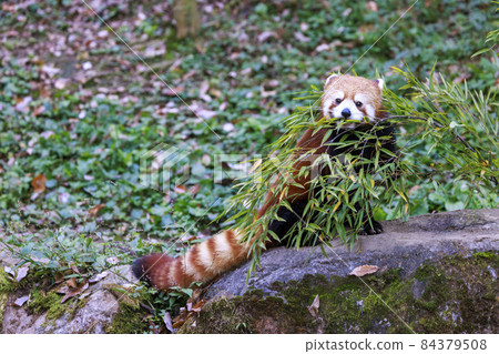 Red Panda Tama Zoo Red Panda Tama Zoo 84379508