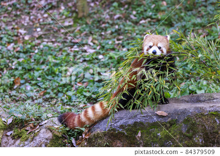 Red Panda Tama Zoo Red Panda Tama Zoo 84379509