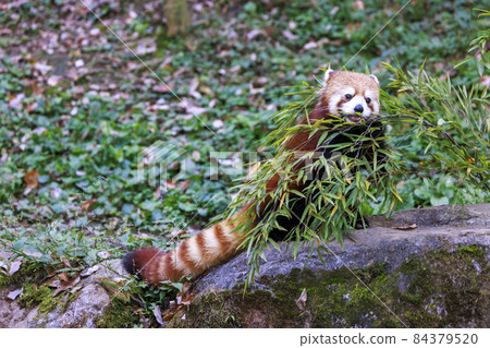 Red Panda Tama Zoo Red Panda Tama Zoo 84379520