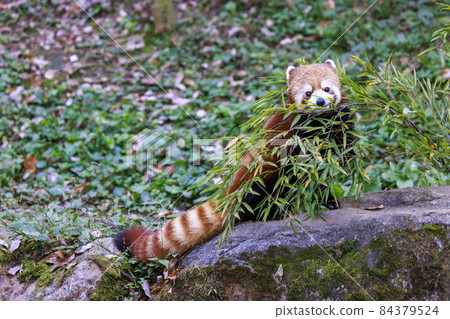 Red Panda Tama Zoo 84379524
