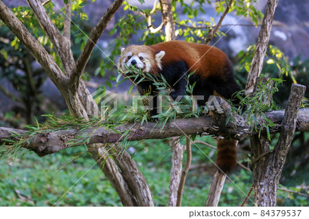 Red Panda Tama Zoo Red Panda Tama Zoo 84379537