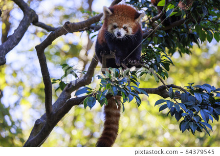 Red Panda Tama Zoo 84379545
