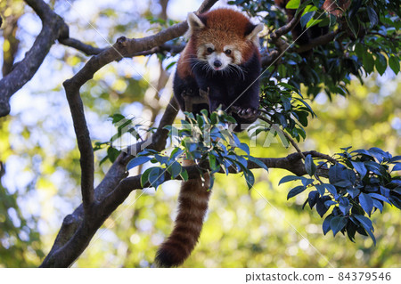 Red Panda Tama Zoo Red Panda Tama Zoo 84379546