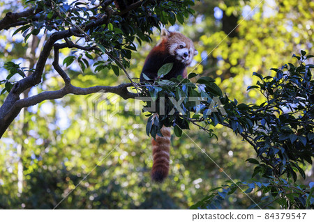 Red Panda Tama Zoo 84379547