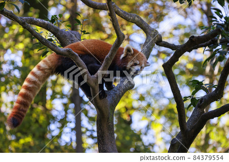 Red Panda Tama Zoo Red Panda Tama Zoo 84379554