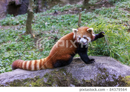 紅熊貓多摩動物園 紅熊貓多摩動物園 84379564