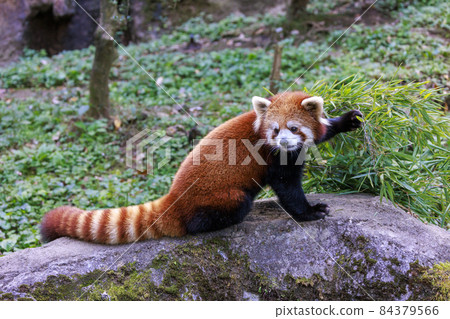 紅熊貓多摩動物園 紅熊貓多摩動物園 84379566