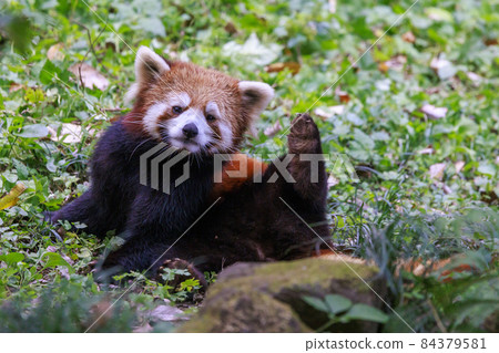 紅熊貓多摩動物園 紅熊貓多摩動物園 84379581